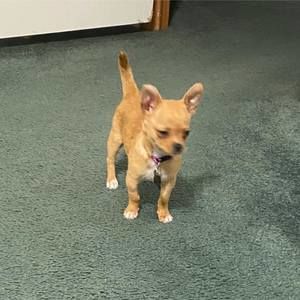 Meet your Posher, Mario